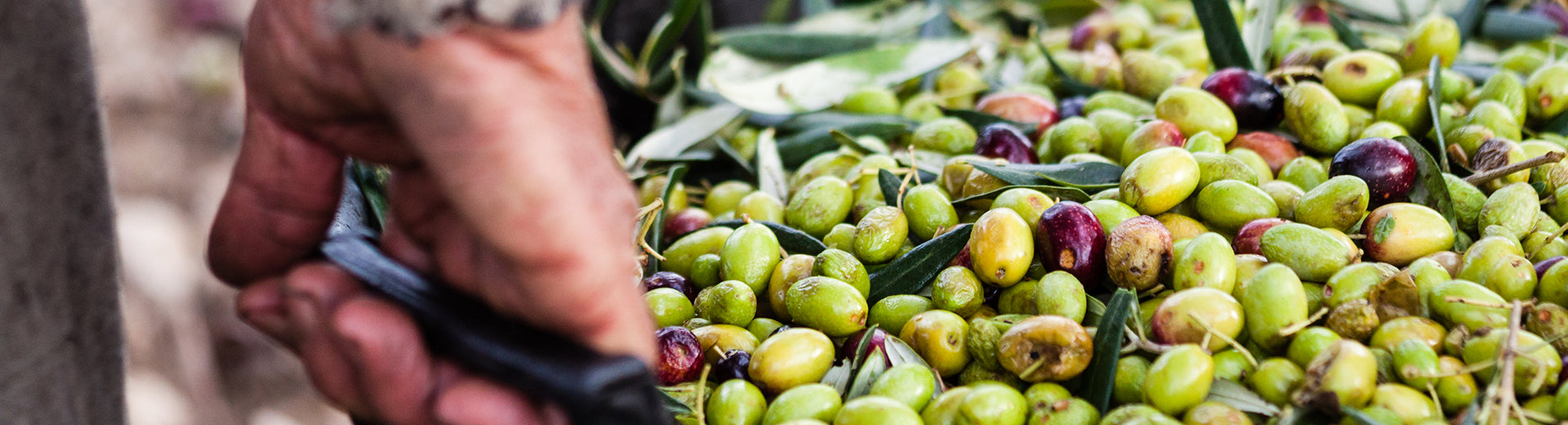 Cómo elegir el mejor aceite de oliva virgen extra según la variedad de aceituna