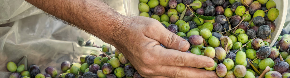 Aceite gourmet proceso artesanal, del olivar a la mesa