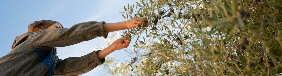 Aceites aromatizados y esencias naturales: nuevas formas de disfrutar el AOVE